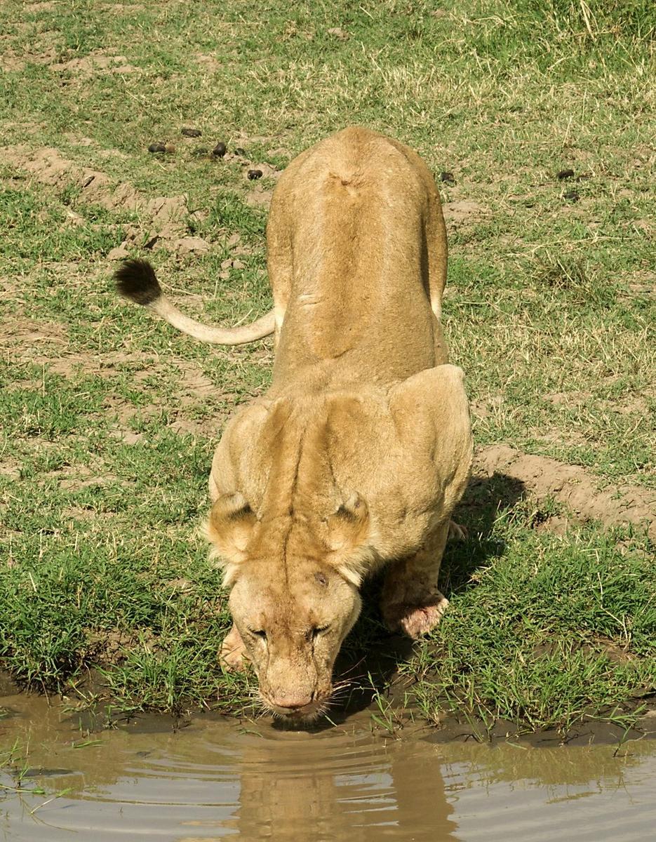 Safari Kenya — foto 1