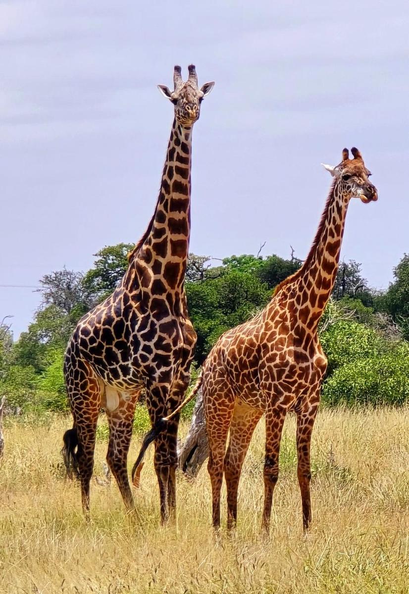 Safari Kenya — foto 4