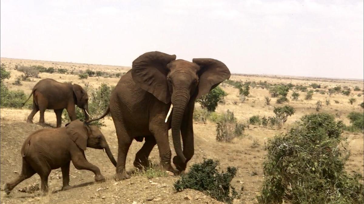 Safari Kenya — foto 5