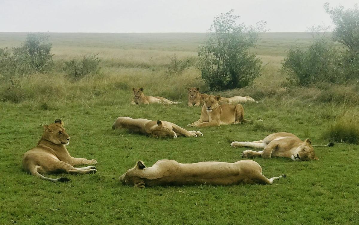 Safari Kenya — foto 6