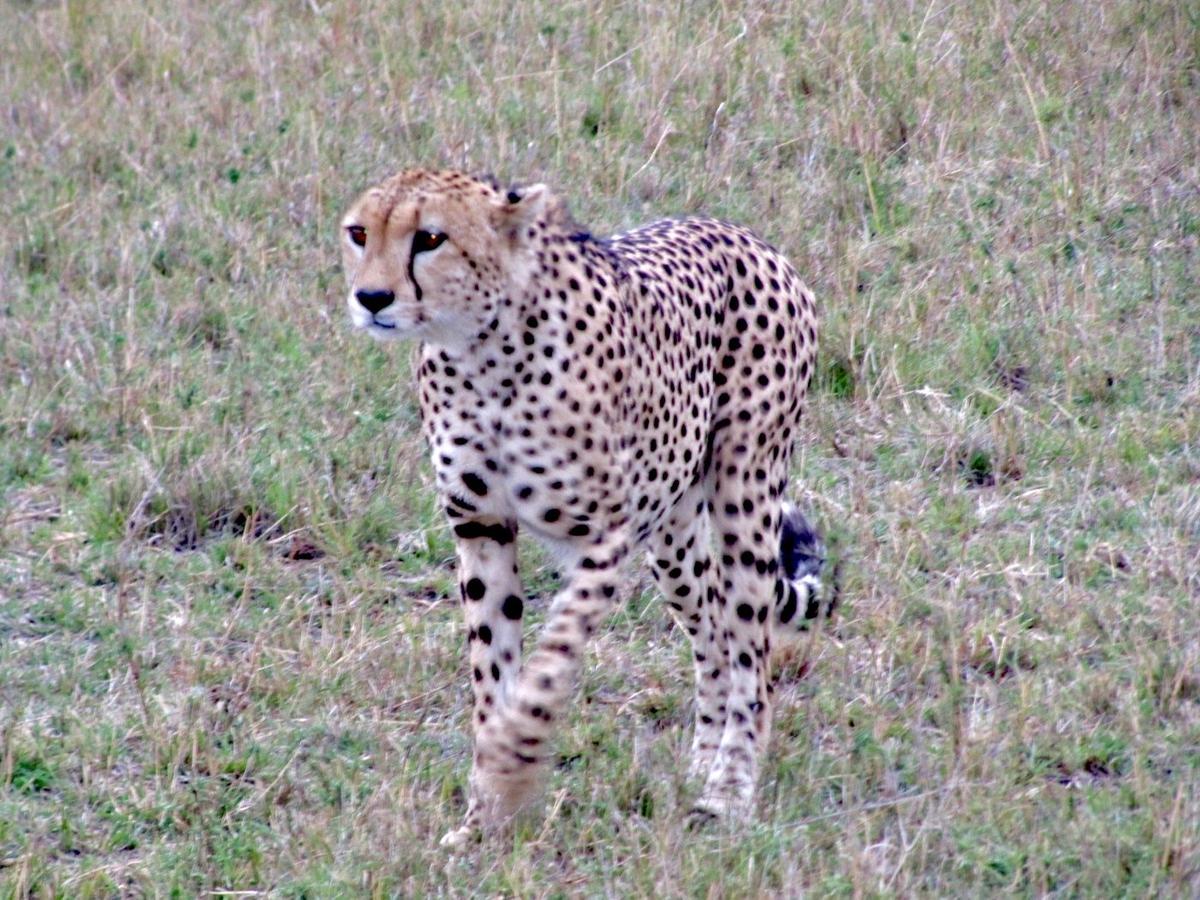 Safari Kenya — foto 9