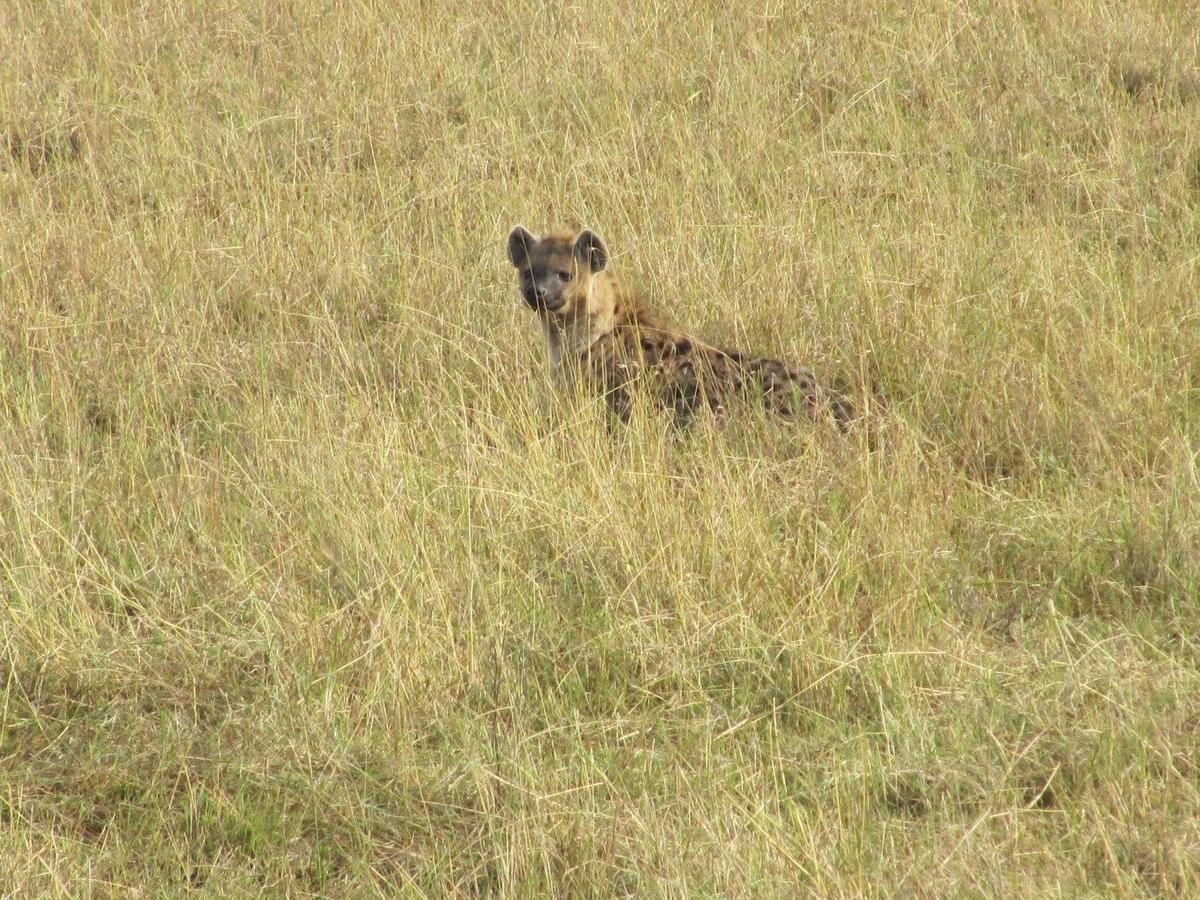 Safari Kenya — foto 11