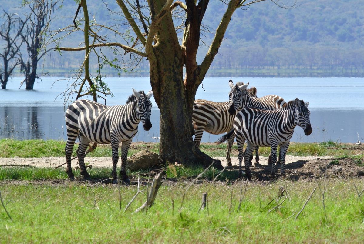 Safari Kenya — foto 29