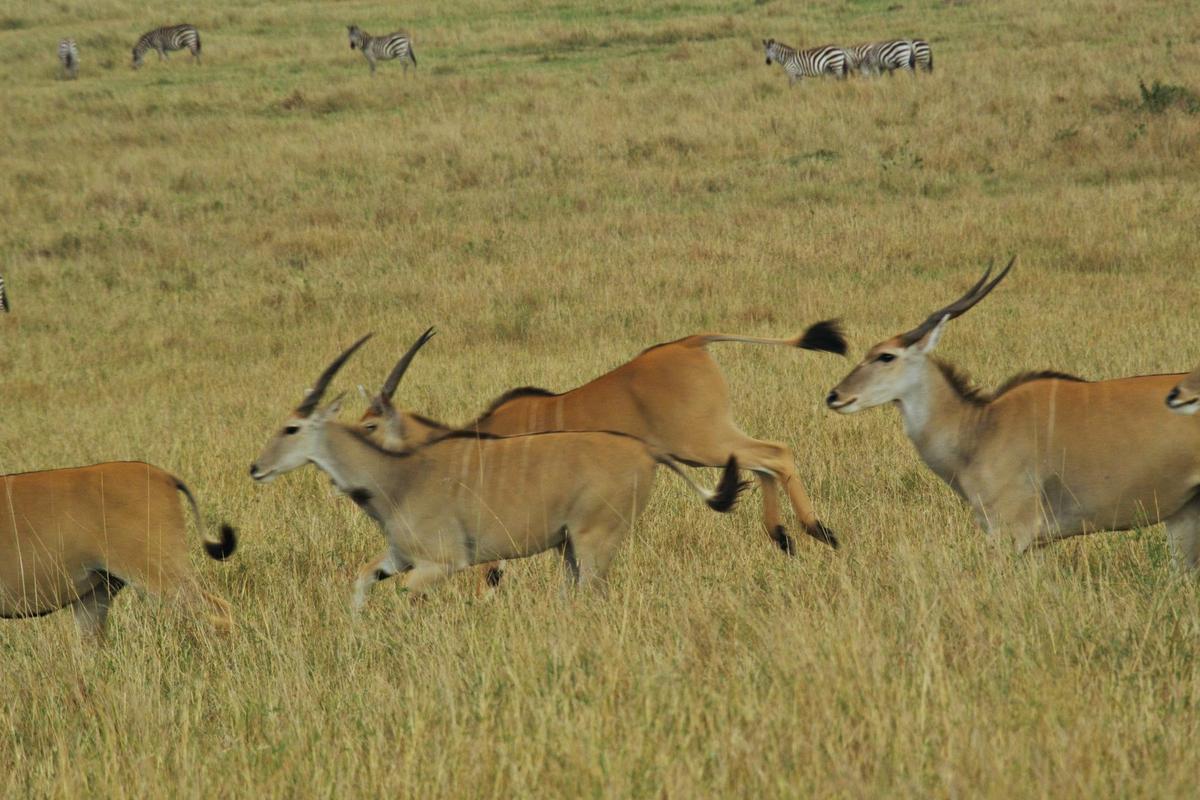 Safari Kenya — foto 41