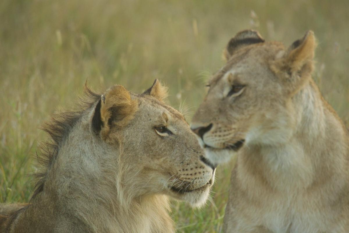 Safari Kenya — foto 42