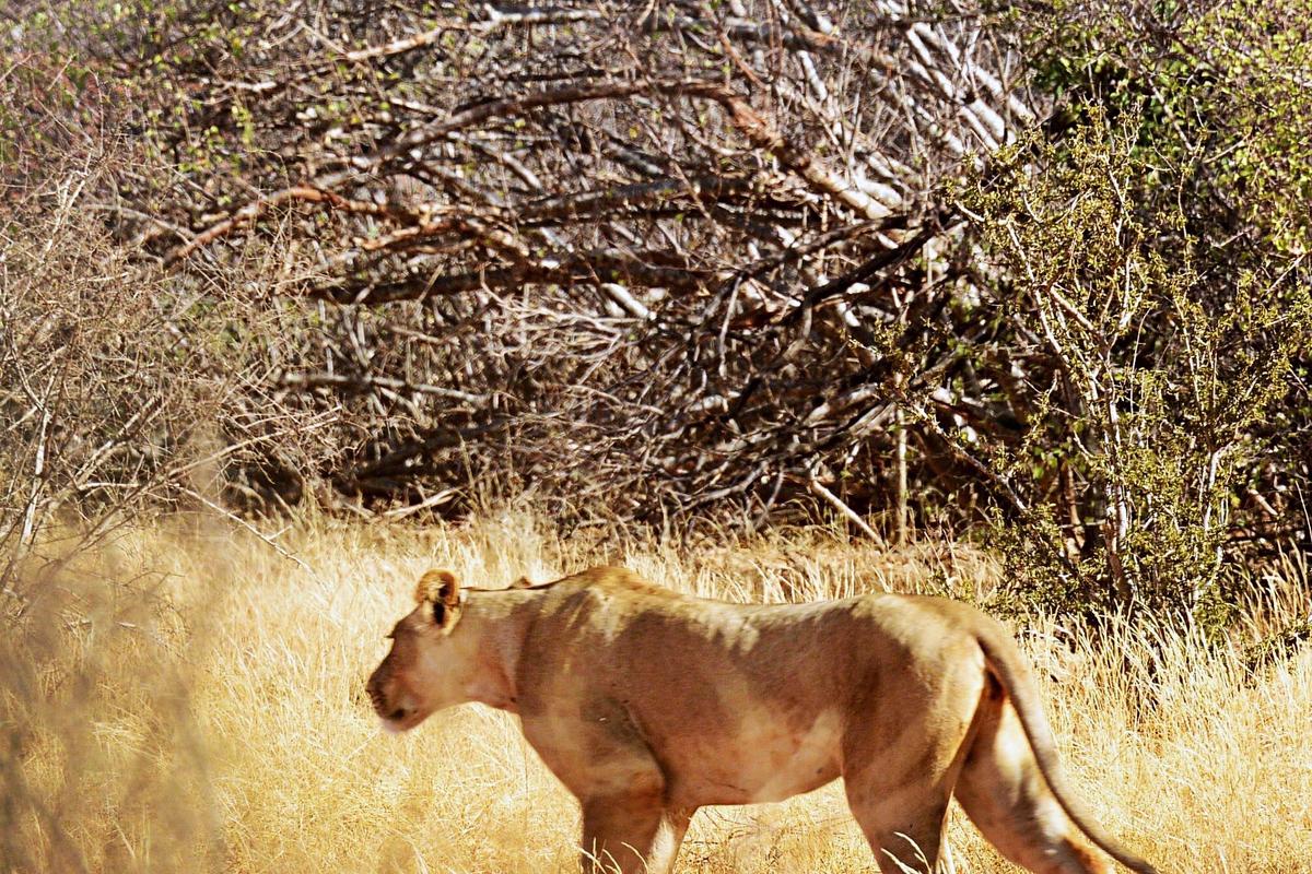 Safari Kenya — foto 43
