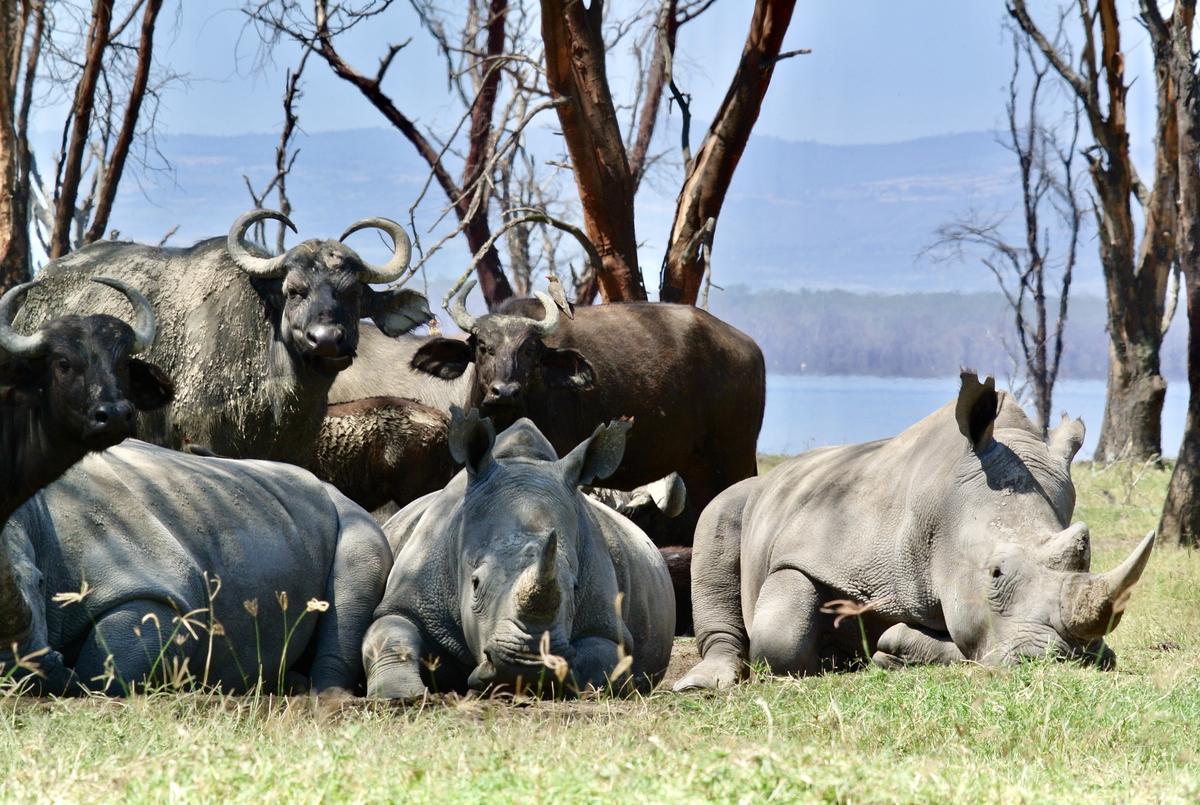 Safari Kenya — foto 45