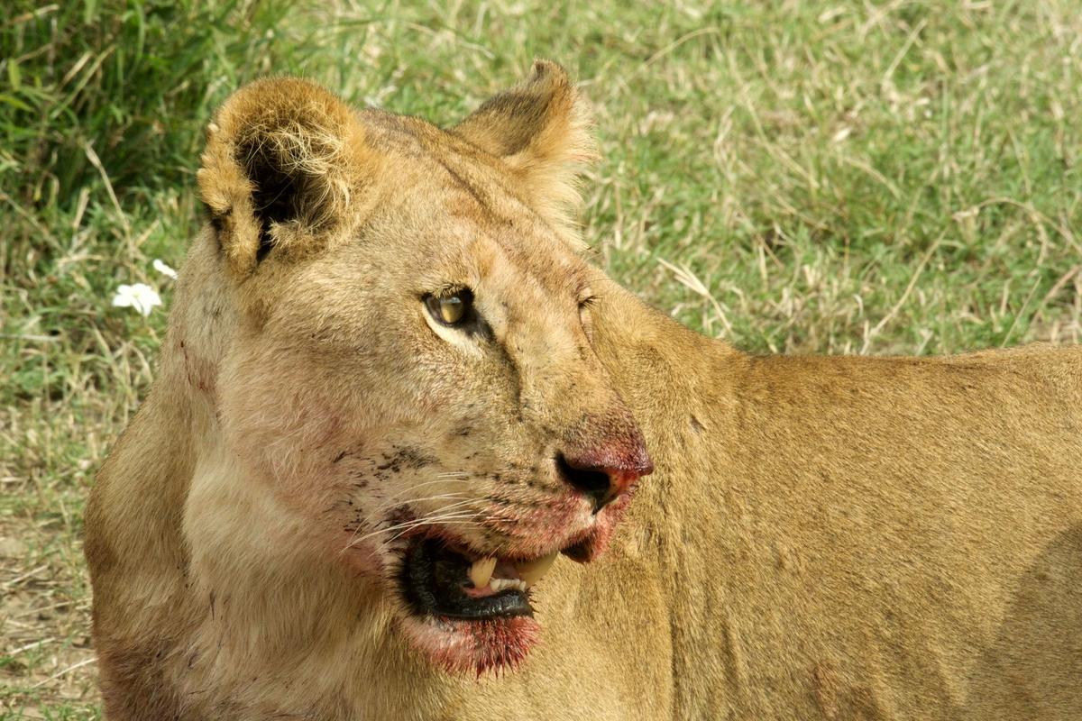 Safari Kenya — foto 50