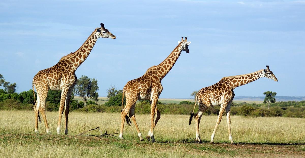 Safari Kenya — foto 51