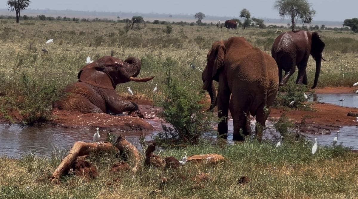 Safari Kenya — foto 52