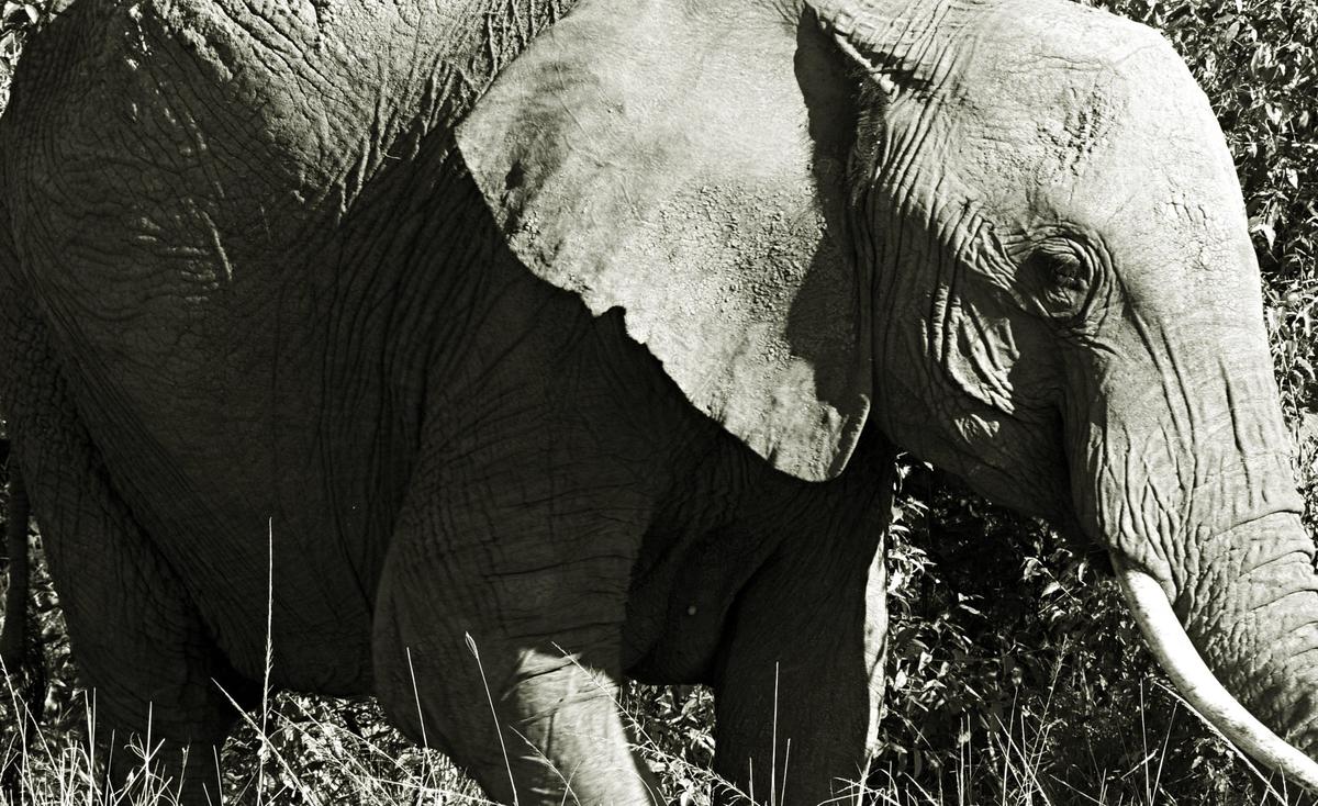 Safari Kenya — foto 54