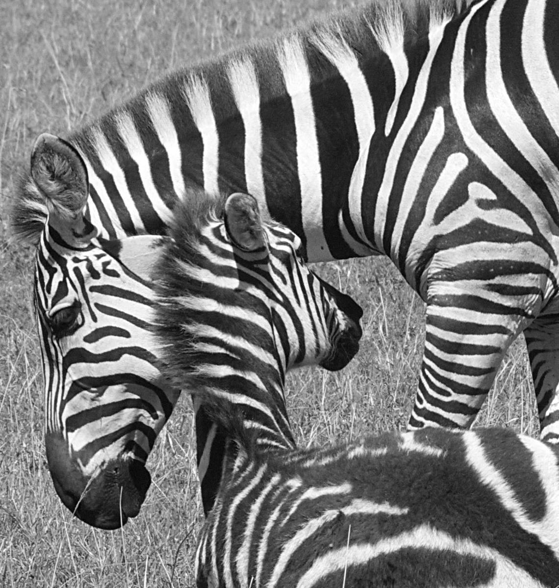 Safari Kenya — foto 55