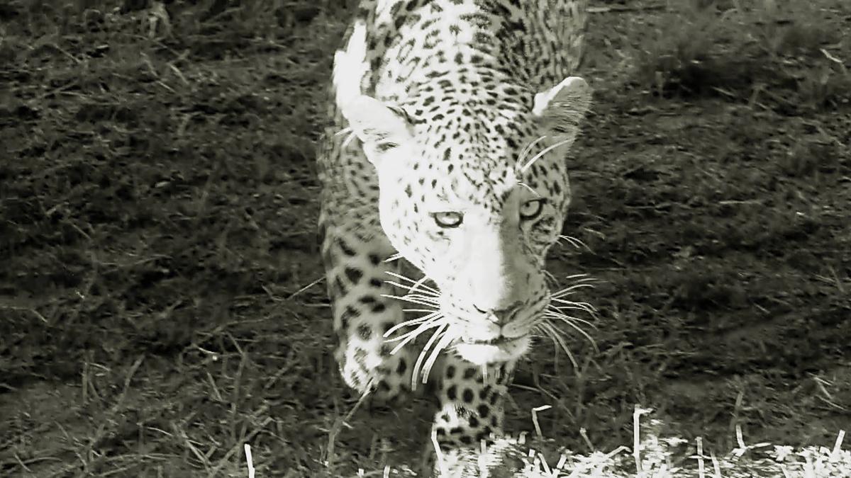 Safari Kenya — foto 56