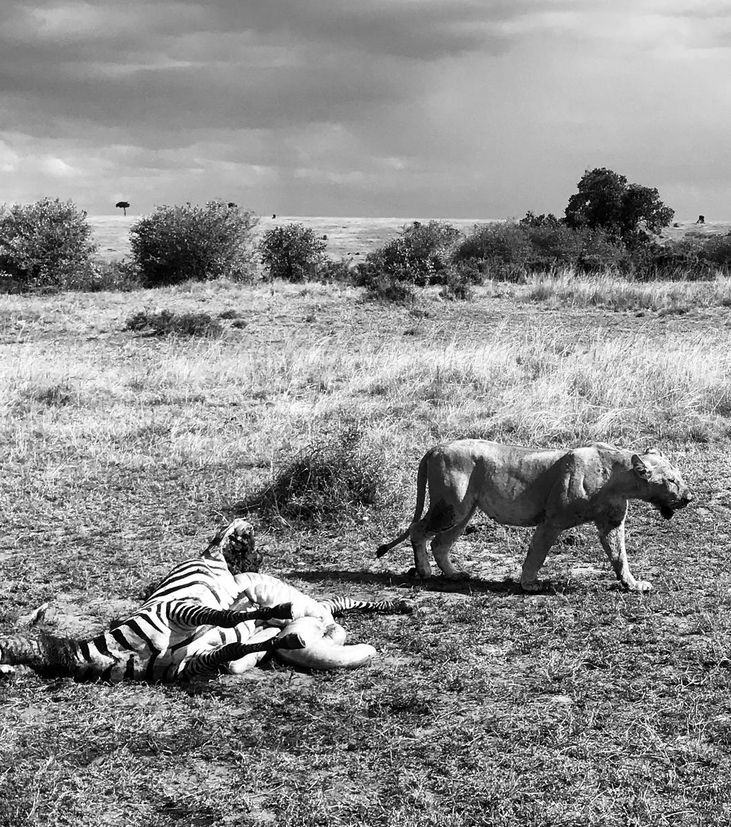 Safari Kenya — foto 58