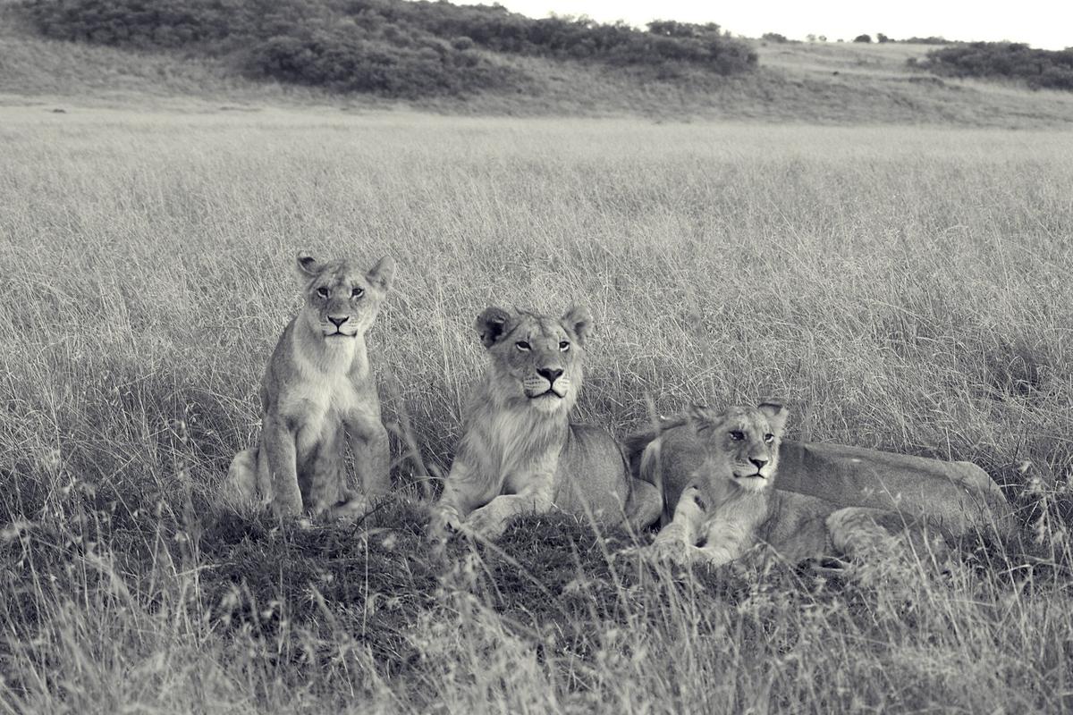 Safari Kenya — foto 59