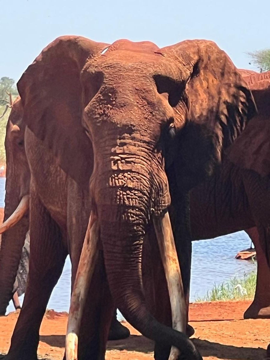 Safari Kenya — foto 65