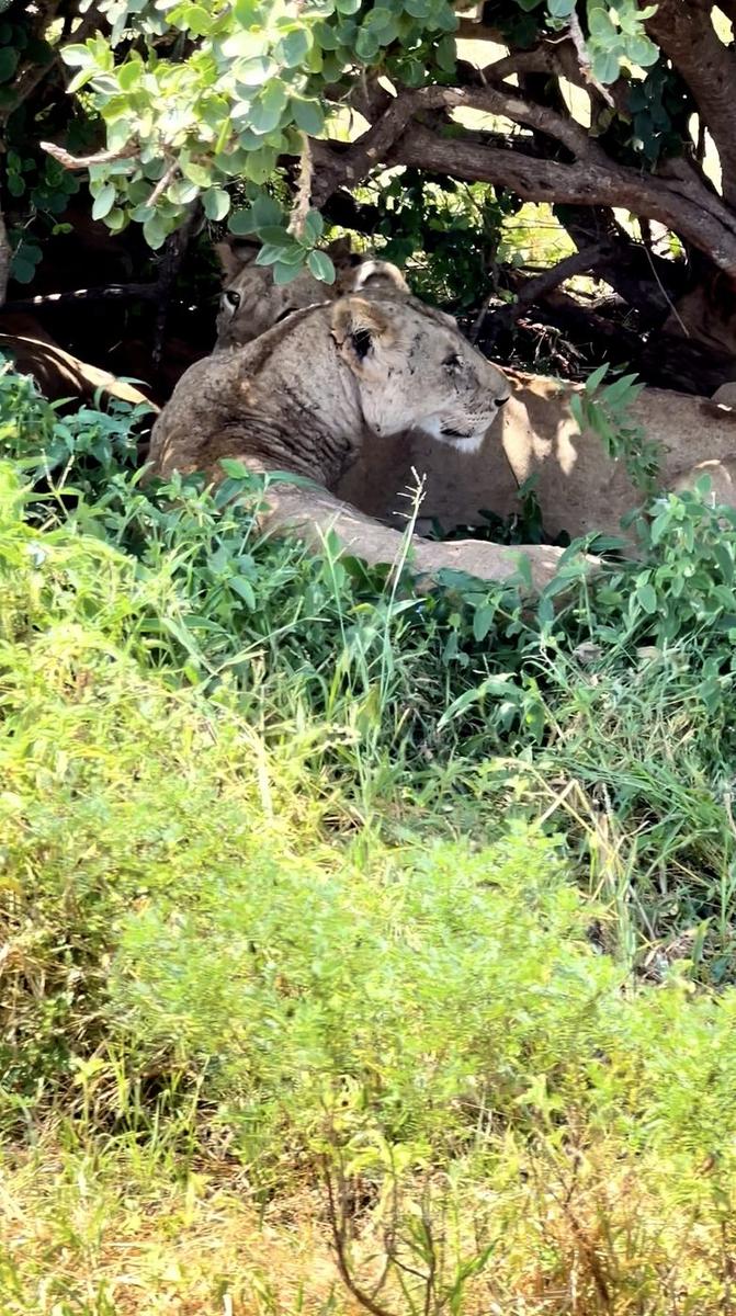 Safari Kenya — foto 69