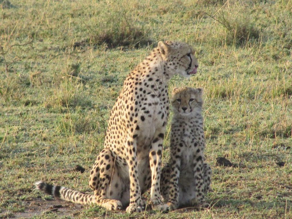 Safari Kenya — foto 73