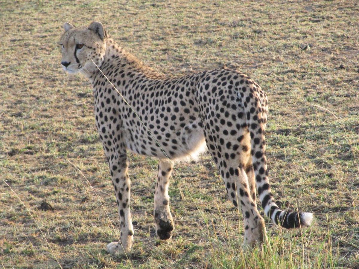 Safari Kenya — foto 86