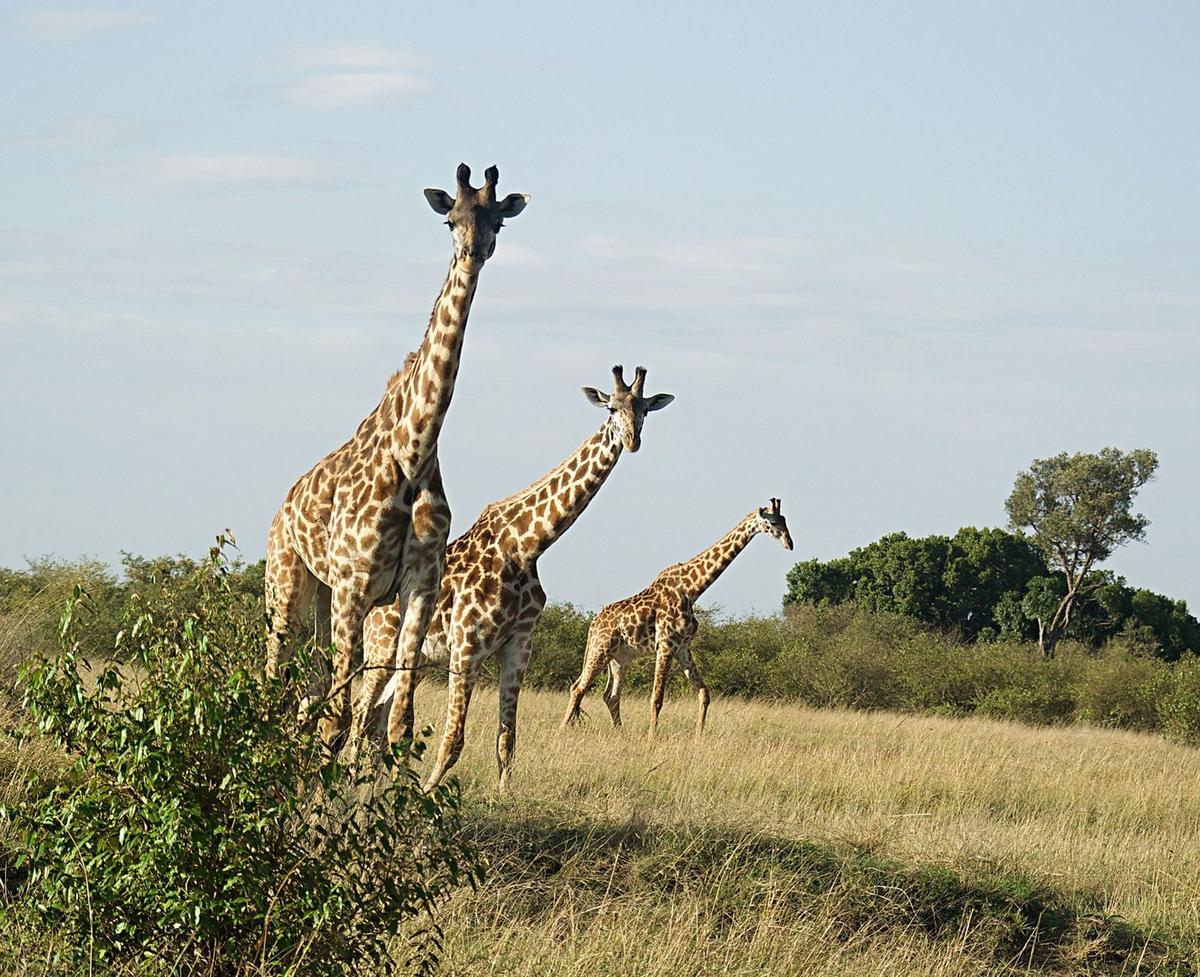 Safari Kenya — foto 87