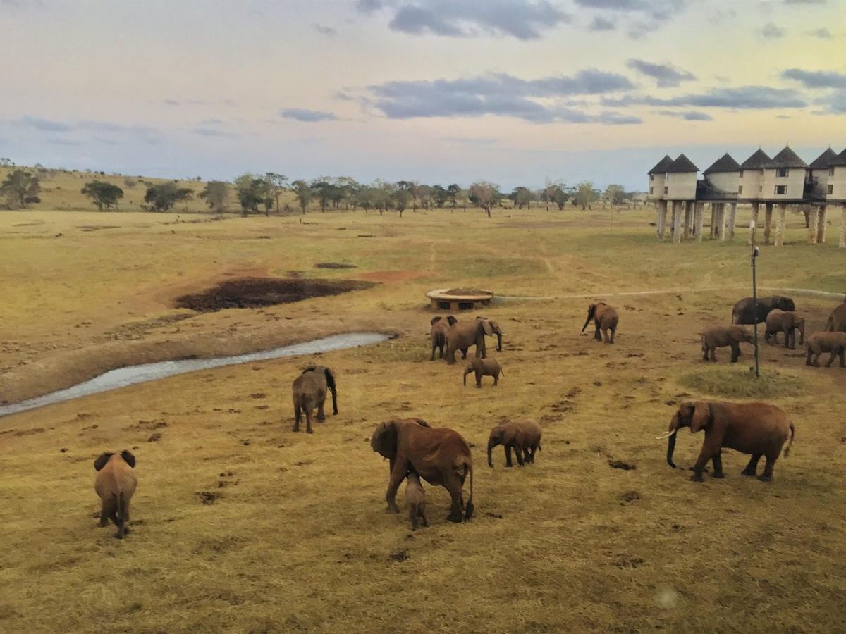 Safari Kenya — foto 114