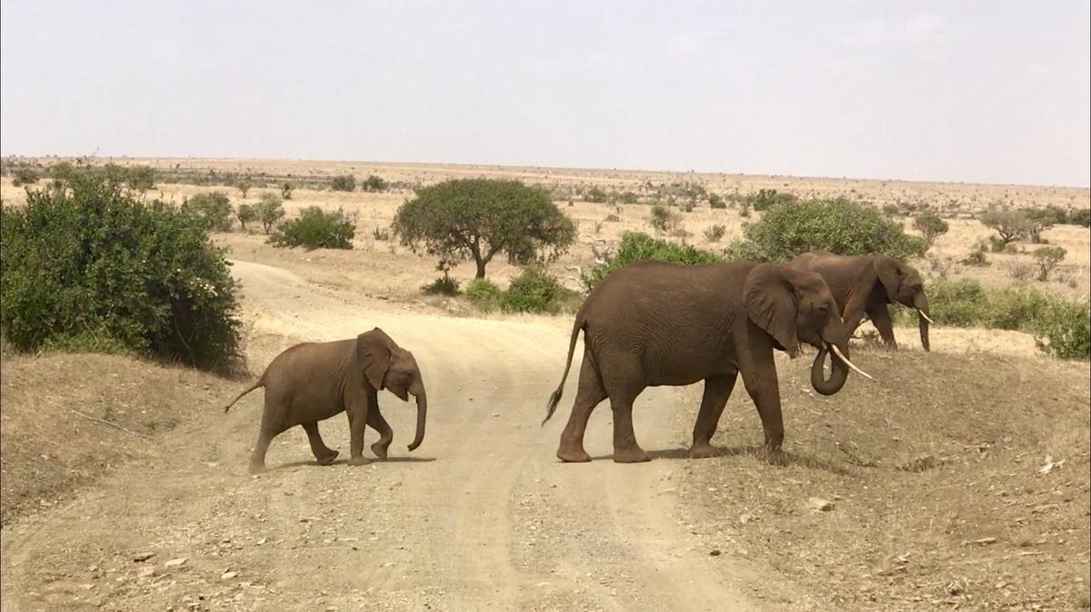 Safari Kenya — foto 115