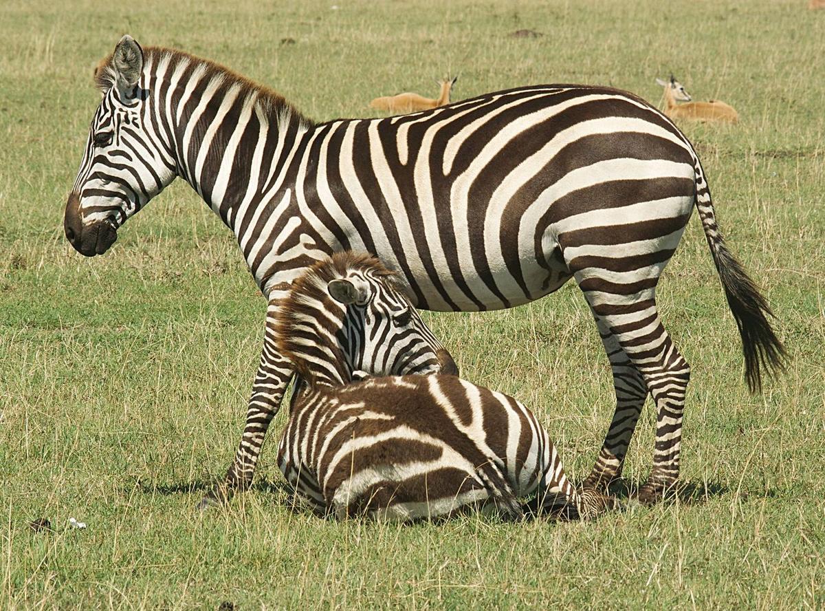 Safari Kenya — foto 117